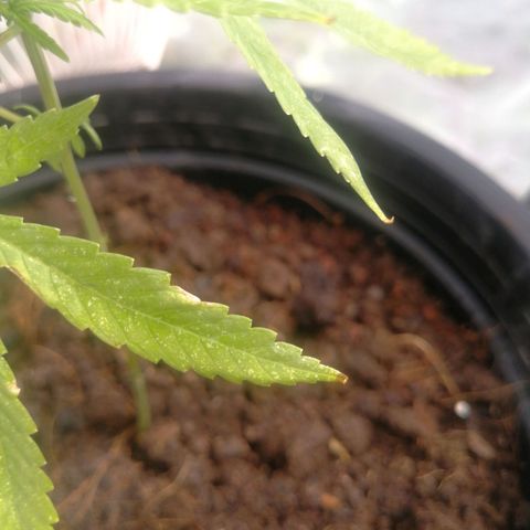 Unknown strain growlog photo: ปลายใบไหม้ จะลองฟลัชน้ำดูอาการ คิดว่ามาจากผสมปุ๋ยเกิน แค่0.25 ml ต่อหนึ่งฟ้อกกี้ แต่อาจเพราะพ่นเยอะบ่อย ต้องระวัง