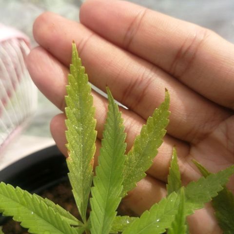 Unknown strain growlog photo: ปลายใบไหม้ จะลองฟลัชน้ำดูอาการ คิดว่ามาจากผสมปุ๋ยเกิน แค่0.25 ml ต่อหนึ่งฟ้อกกี้ แต่อาจเพราะพ่นเยอะบ่อย ต้องระวัง