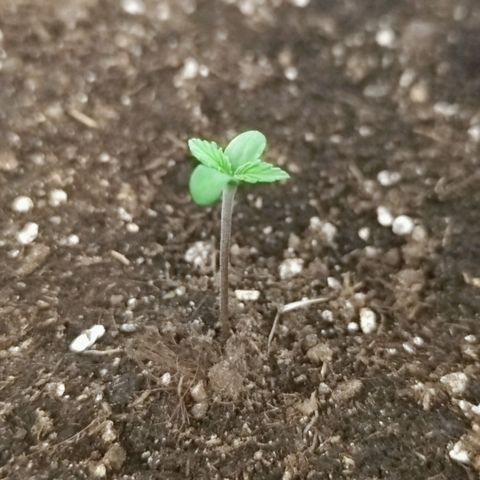 Sticky Beast Automatique - Zamnezia growlog timeline photo