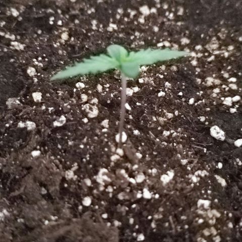 Sticky Beast Automatique - Zamnezia growlog timeline photo