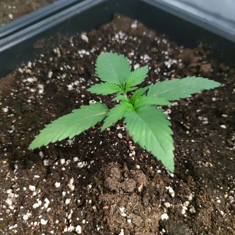 Sticky Beast Automatique - Zamnezia growlog timeline photo