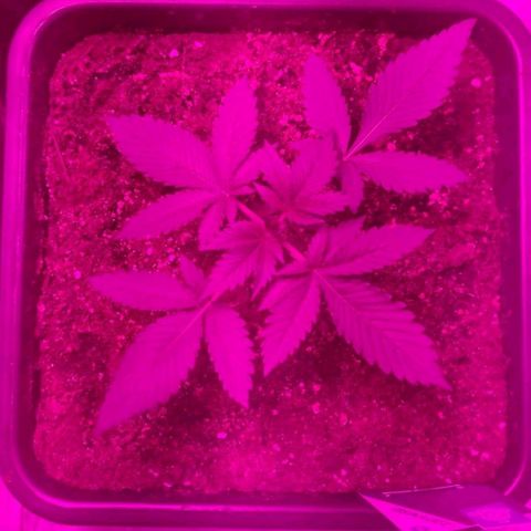 Sticky Beast Automatique - Zamnezia growlog timeline photo