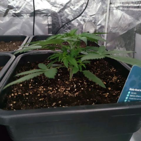 Sticky Beast Automatique - Zamnezia growlog timeline photo