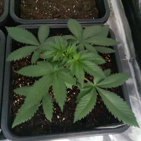 Sticky Beast Automatique - Zamnezia growlog timeline photo