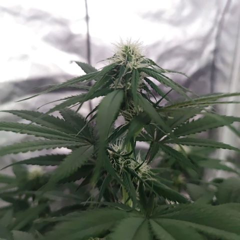 Sticky Beast Automatique - Zamnezia growlog timeline photo