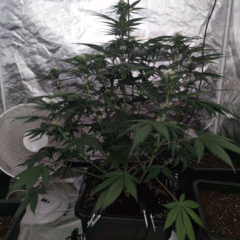Sticky Beast Automatique - Zamnezia growlog timeline photo