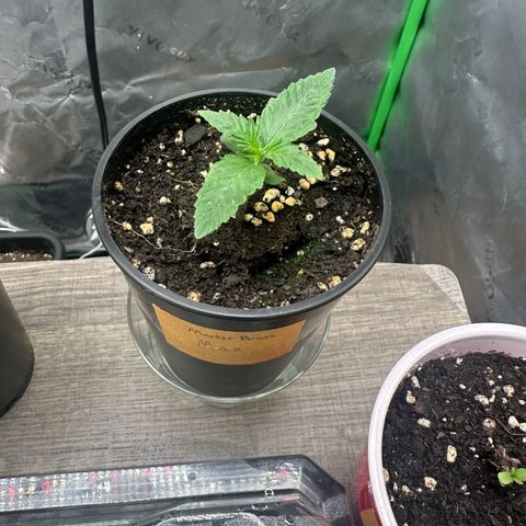 Max growlog timeline photo
