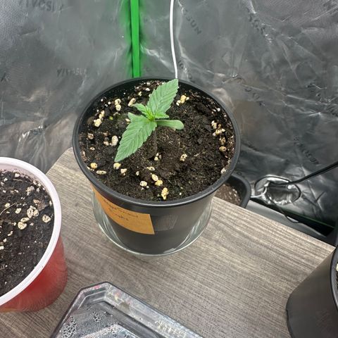 Eleanor growlog timeline photo