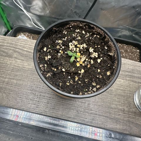 Anne Bonny growlog timeline photo