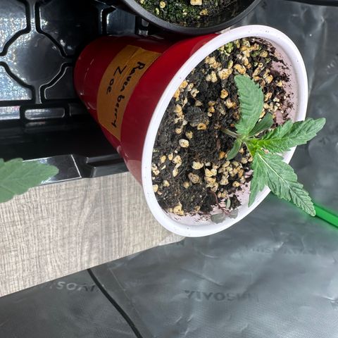 Zoe growlog timeline photo
