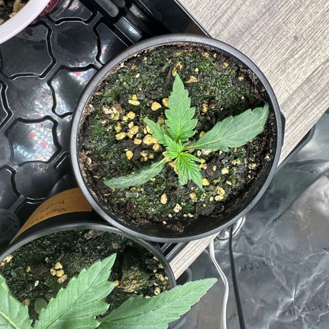 Anne Bonny growlog timeline photo