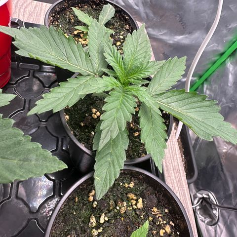 Eleanor growlog timeline photo