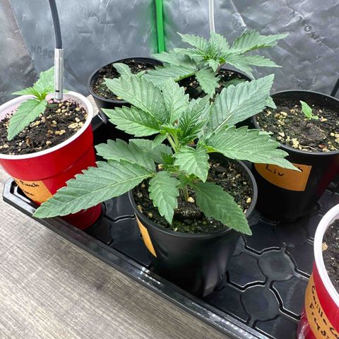 Max growlog timeline photo