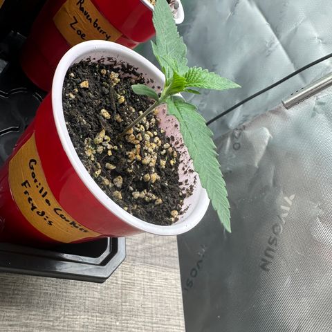 Emma growlog timeline photo