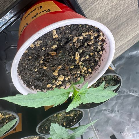 Freydis growlog timeline photo