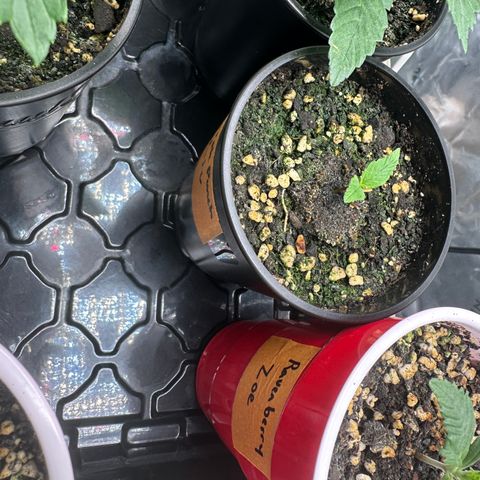 Liv growlog timeline photo