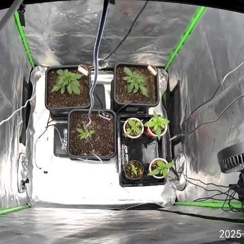 Liv growlog timeline photo