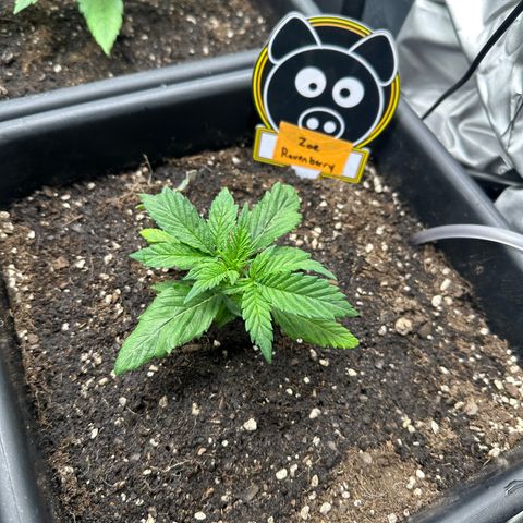 Zoe growlog timeline photo