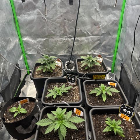Liv growlog timeline photo