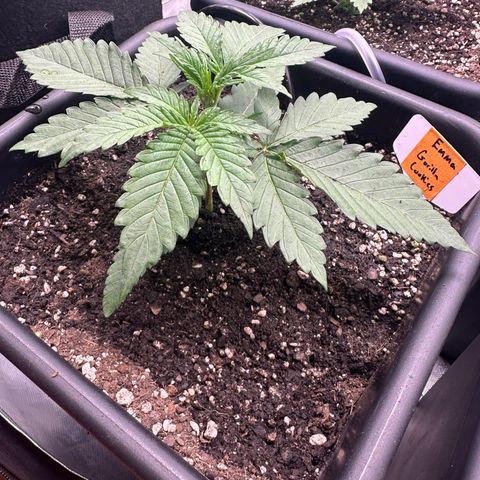 Emma growlog timeline photo