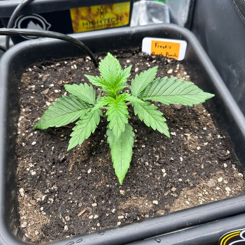 Freydis growlog timeline photo