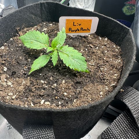 Liv growlog timeline photo