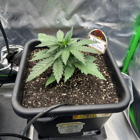 Eleanor growlog timeline photo
