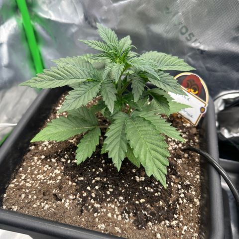 Max growlog timeline photo