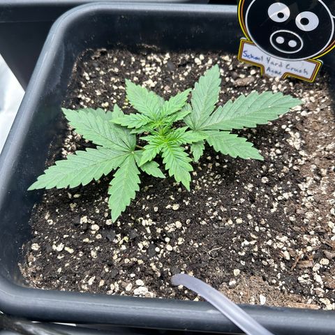 Anne Bonny growlog timeline photo