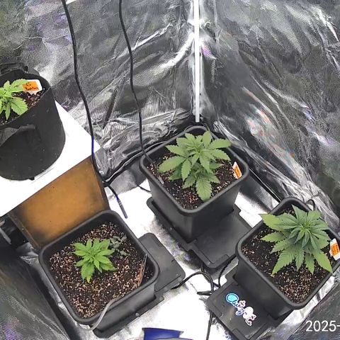 Liv growlog timeline photo