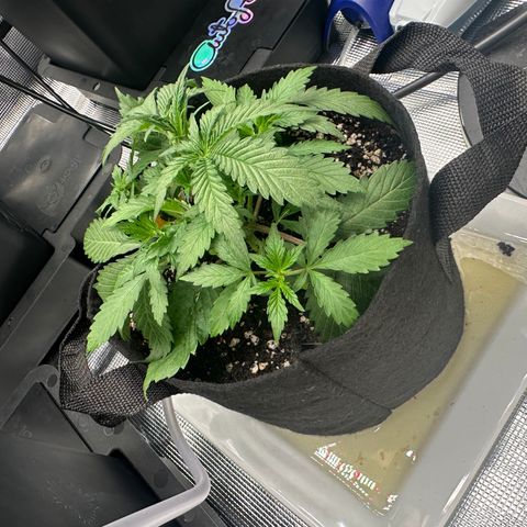 Liv growlog timeline photo