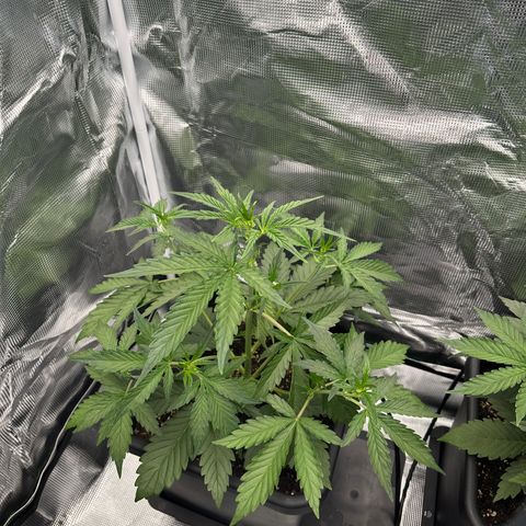 Freydis growlog timeline photo