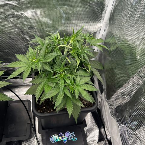 Emma growlog timeline photo