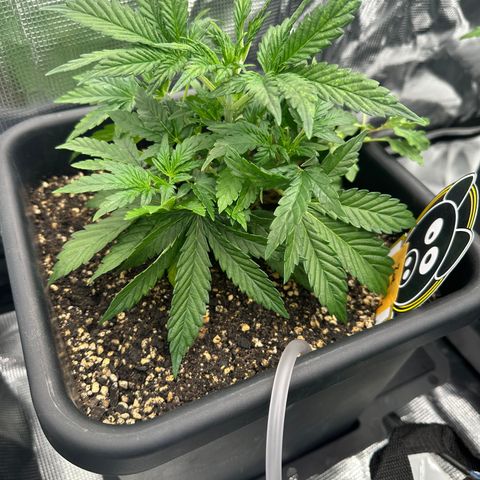 Zoe growlog timeline photo