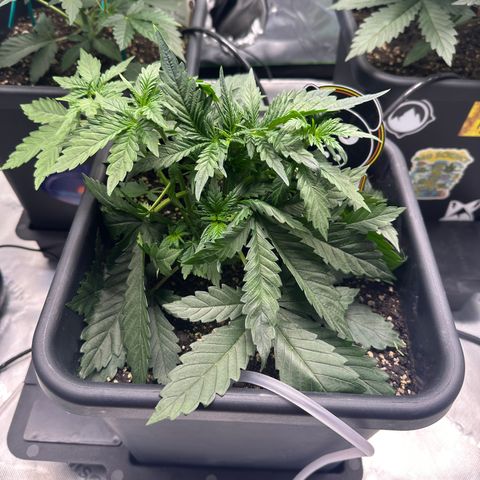 Anne Bonny growlog timeline photo