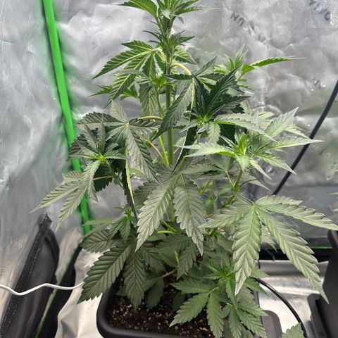 Max growlog timeline photo