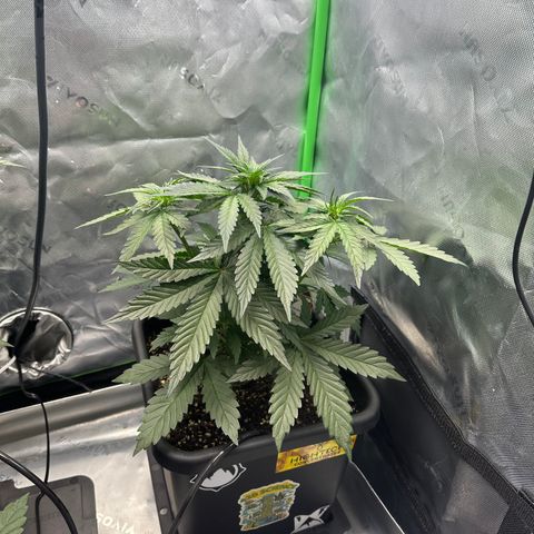 Eleanor growlog timeline photo