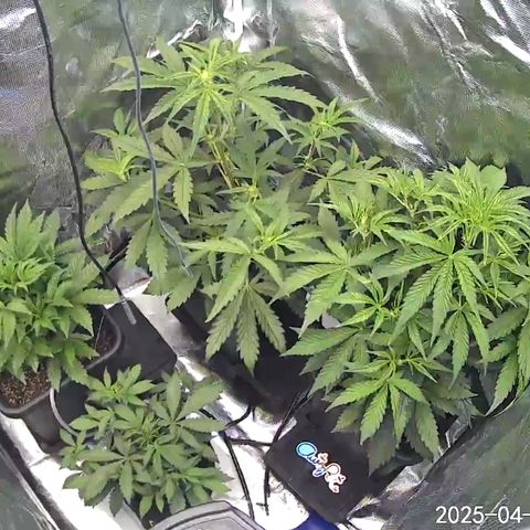 Liv growlog timeline photo