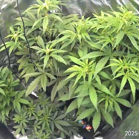 Liv growlog timeline photo