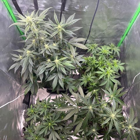 Liv growlog timeline photo