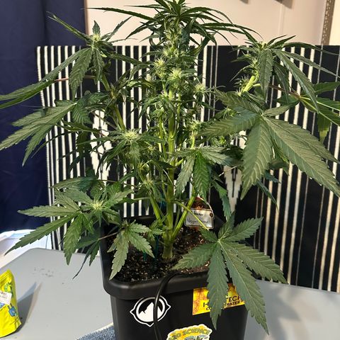 Eleanor growlog timeline photo