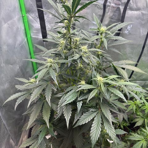 Max growlog timeline photo