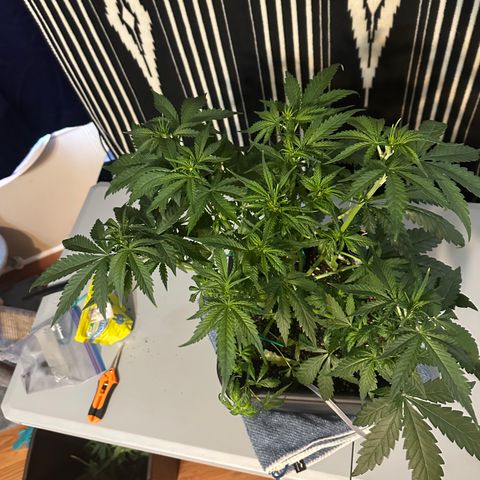 Anne Bonny growlog timeline photo