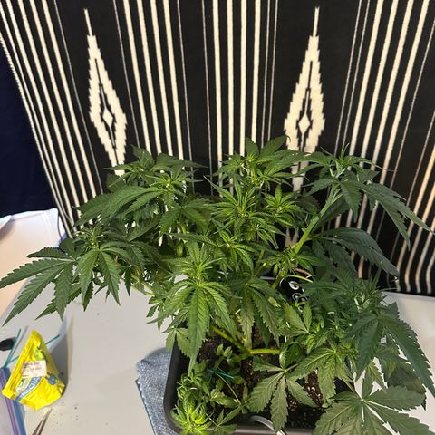 Anne Bonny growlog timeline photo