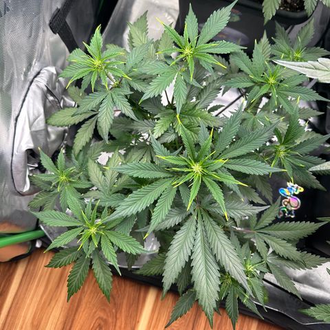 Liv growlog timeline photo