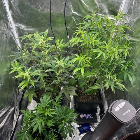 Emma growlog timeline photo