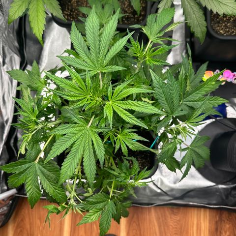 Zoe growlog timeline photo