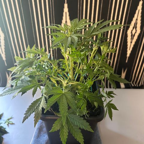 Zoe growlog timeline photo