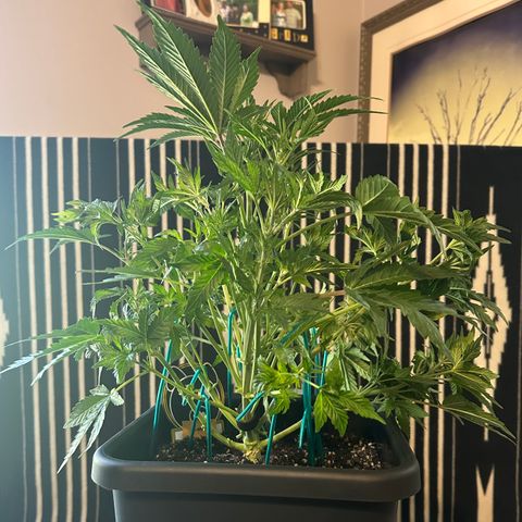 Zoe growlog timeline photo