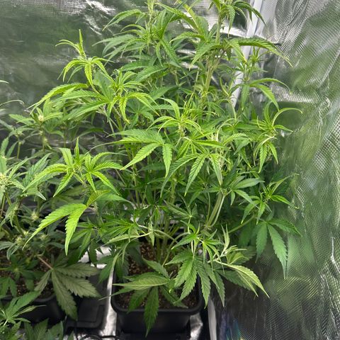 Emma growlog timeline photo